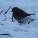 Our garden Robin by snowy