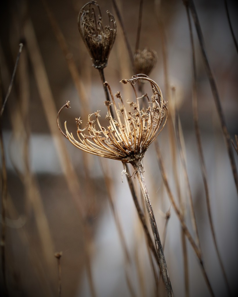 January 25: Queen Anne's Lace by daisymiller