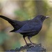 Blackbird by pcoulson