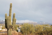 25th Jan 2021 - Snowy Day in Phoenix