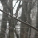 Raindrops on Branche by sfeldphotos