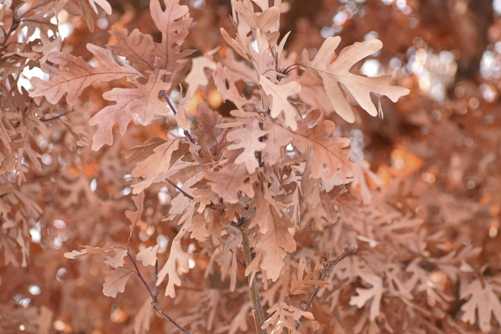 Oak (?) Leaves by bjywamer