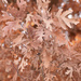 Oak (?) Leaves by bjywamer