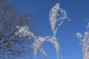 24th Jan 2021 - Decorative Grasses