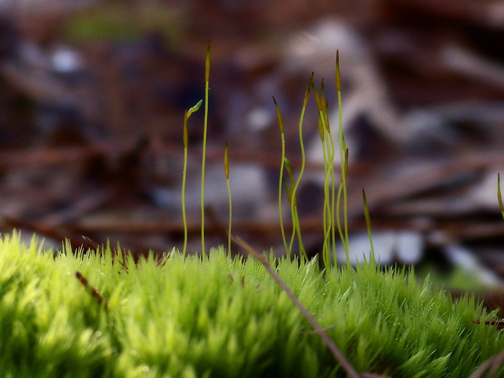 Cushion moss gone to seed... by marlboromaam