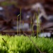 Cushion moss gone to seed... by marlboromaam