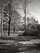 26th Jan 2021 - Winter's driveway...