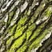 Moss by lisaconrad