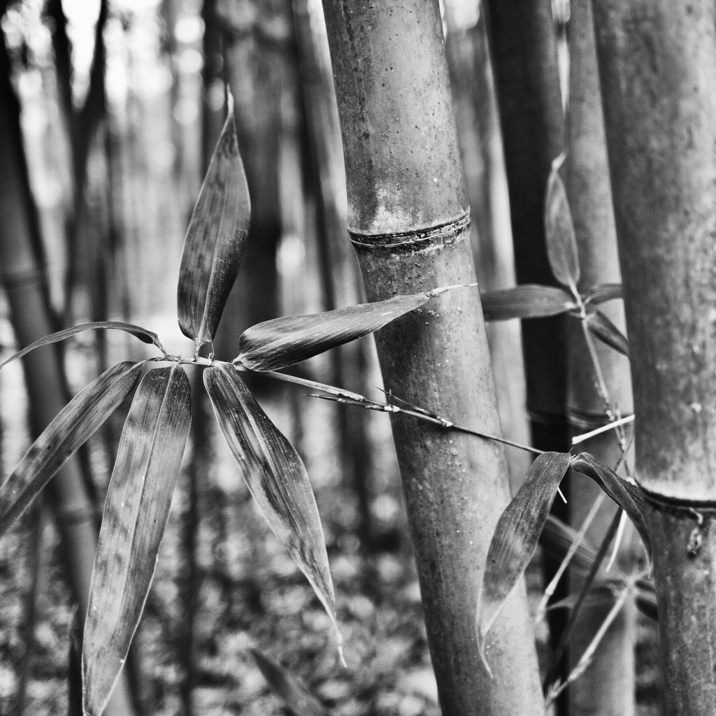 Bamboo by eudora