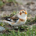 ~Snow Bunting~ by crowfan