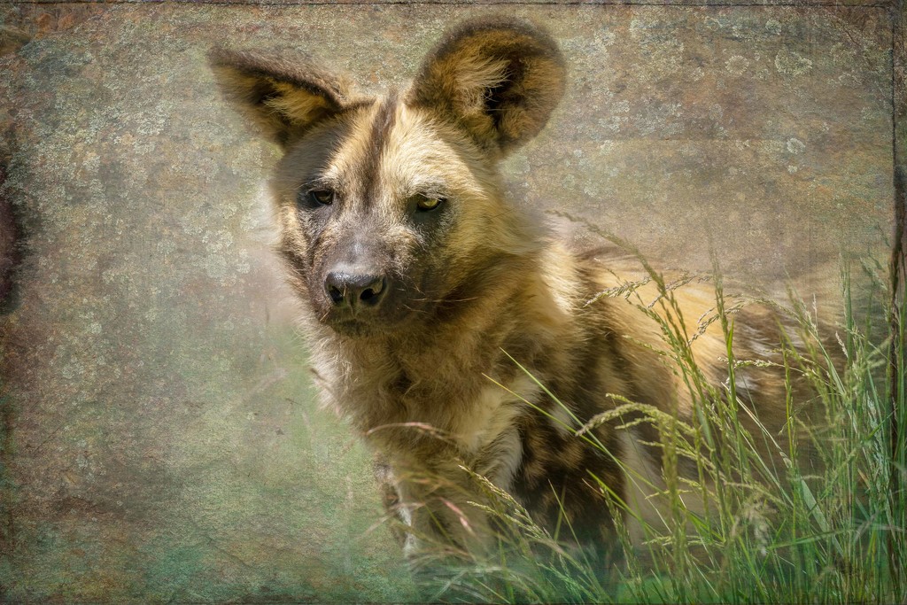 Painted dog by pusspup