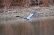 26th Jan 2021 - Great Blue Heron In Flight.