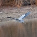 Great Blue Heron In Flight. by bigdad