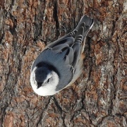 25th Jan 2021 - White-breasted Nuthatch