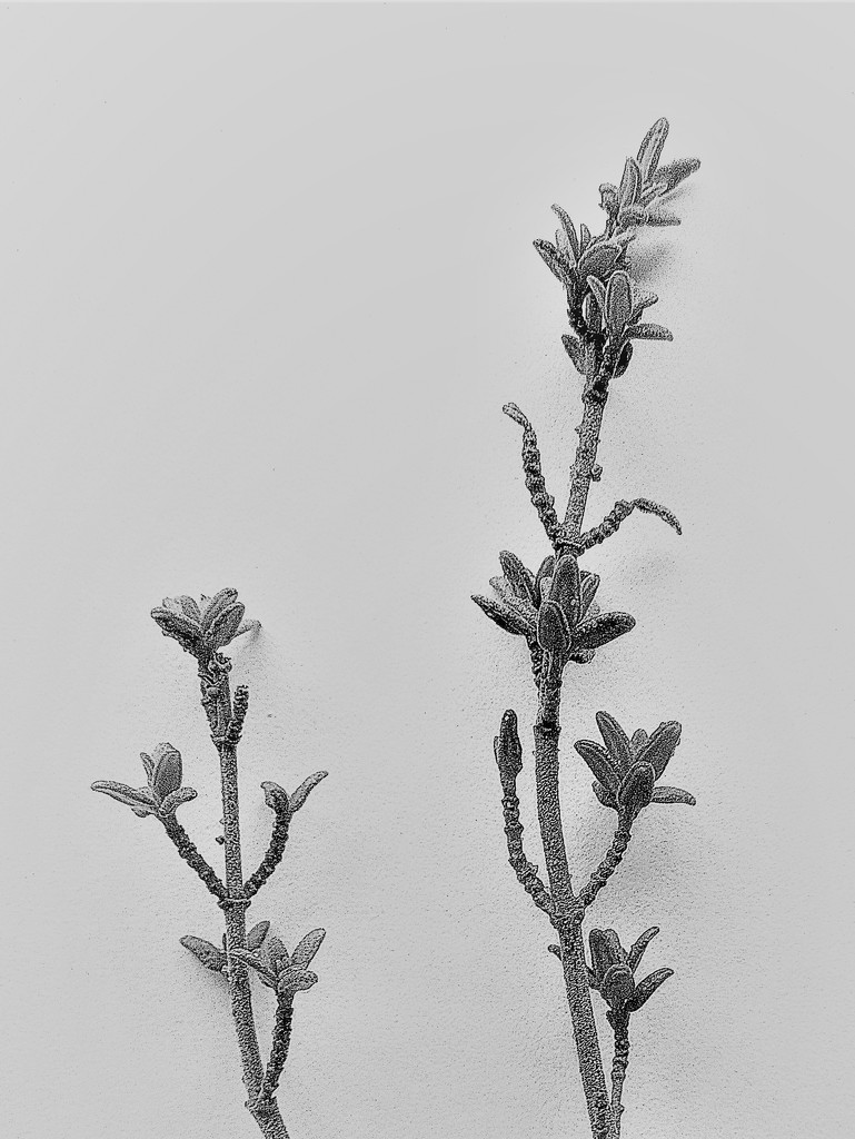 Thyme twigs, in the style of Karl Blossfeldt by etienne