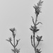 Thyme twigs, in the style of Karl Blossfeldt by etienne
