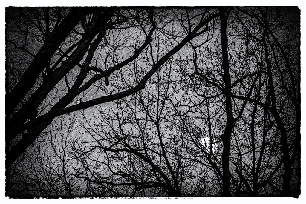 Rising Moon by k9photo