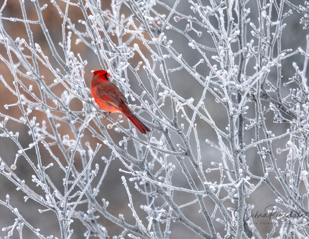 Frost + Male Cardinal = Love by dridsdale