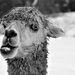 Meeting with the 'Doo-la-lay Llama'! by ajisaac