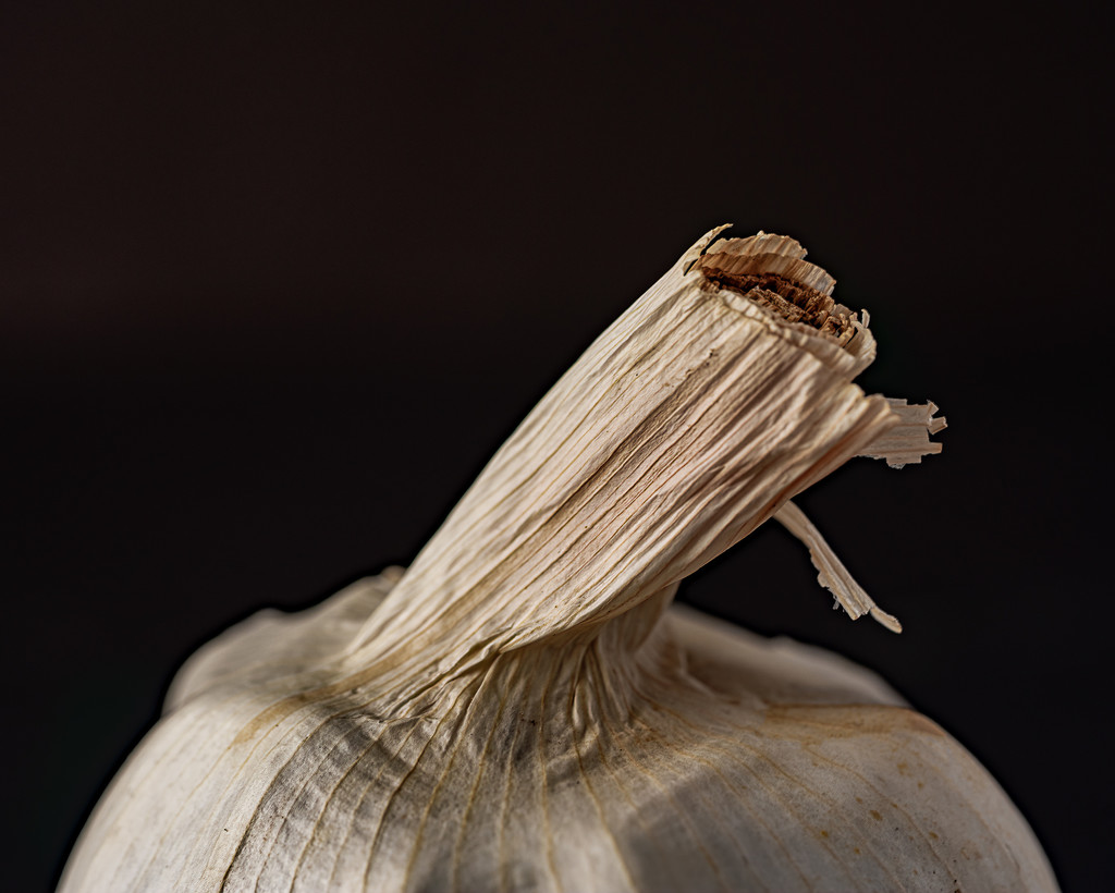garlic texture by jernst1779