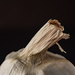 garlic texture by jernst1779