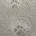 Cougar Tracks by jgpittenger
