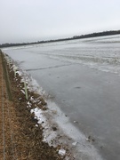 26th Jan 2021 - An icy, frozen field on my walk today!