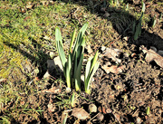 26th Jan 2021 - Daffodils!