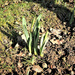 Daffodils! by bigmxx