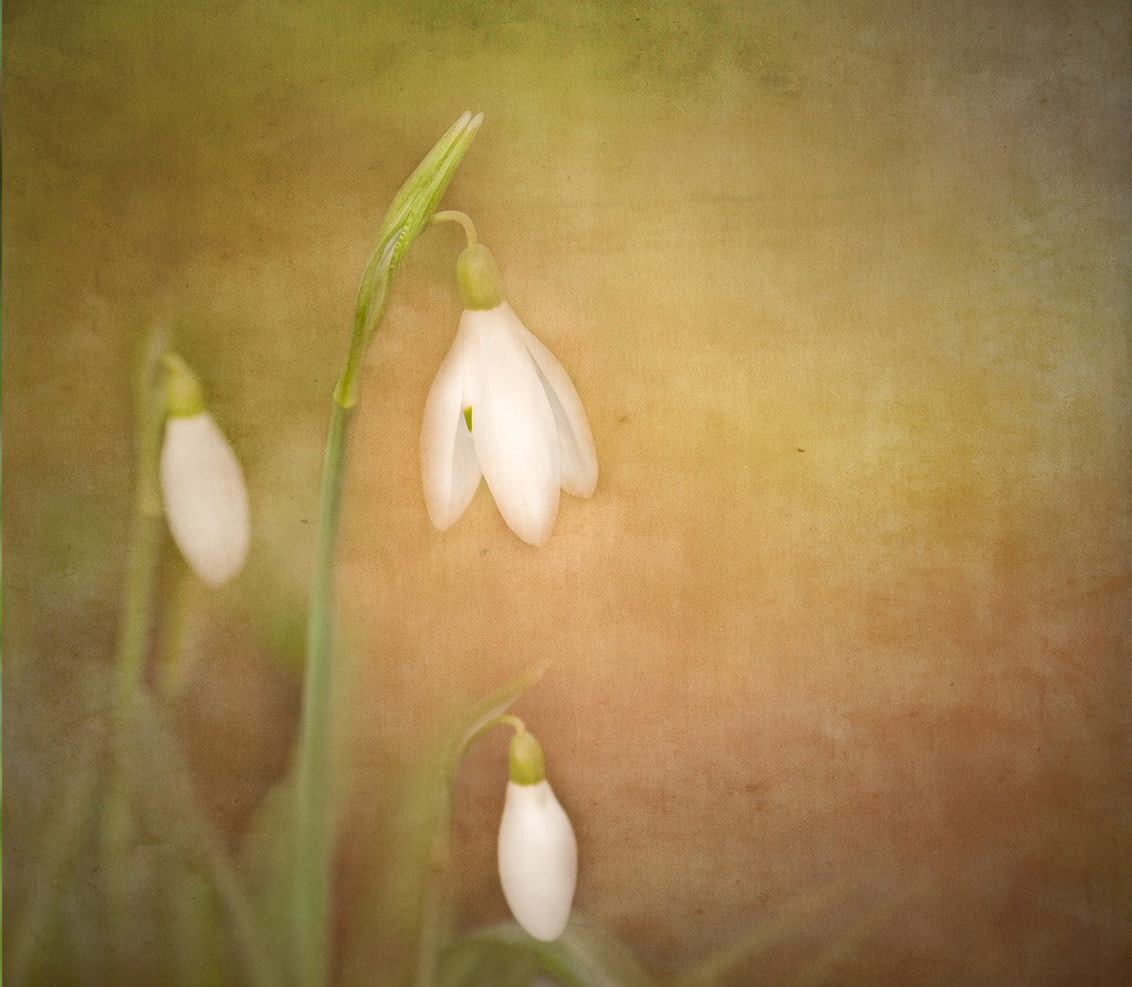 Snowdrop time by inthecloud5