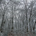 Winter Woodland by bulldog