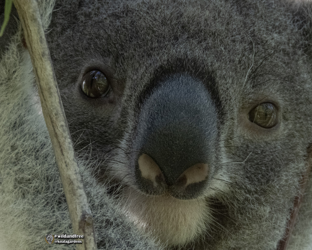baby face by koalagardens