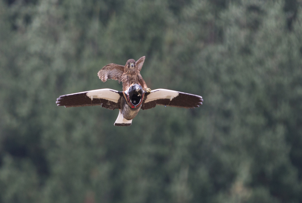 Falcon attacks a drone by creative_shots
