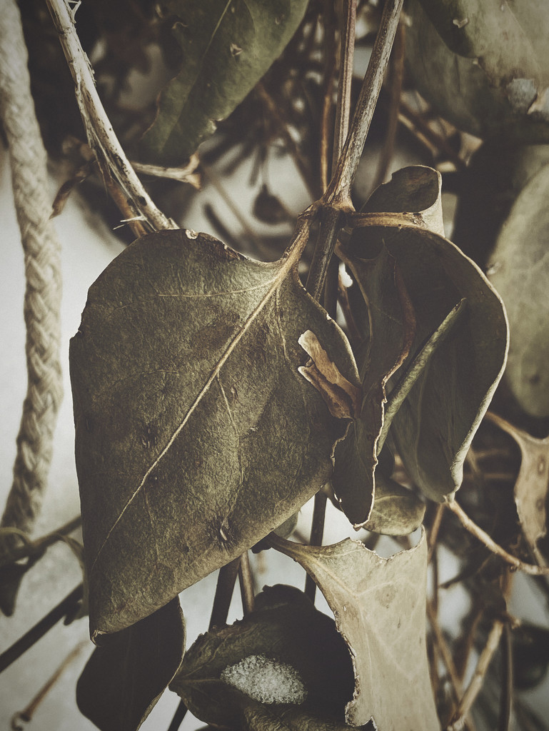 Leaf by jeffjones