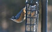 26th Jan 2021 - Red-breasted Nuthatch Pose