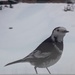 Pied wagtail, I think.  by jokristina
