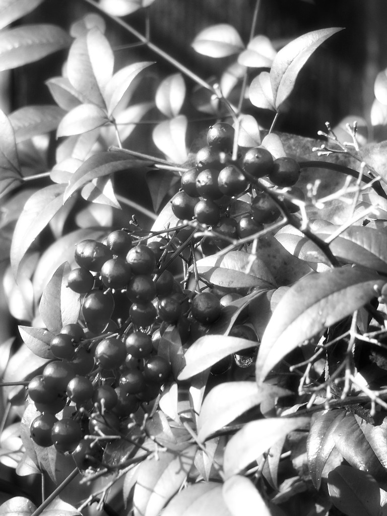 Nandina berries... by marlboromaam
