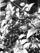 27th Jan 2021 - Nandina berries...