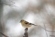 26th Jan 2021 - American Goldfinch
