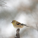 American Goldfinch by fayefaye