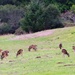 A Herd of Young Grazing Deer by markandlinda