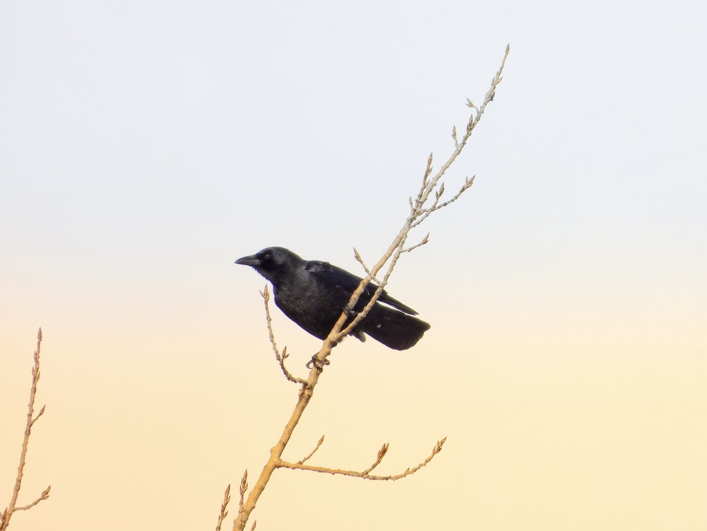 crow on a branch by amyk
