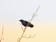 26th Jan 2021 - crow on a branch