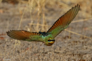 27th Jan 2021 - Rainbow Bee-eater flight