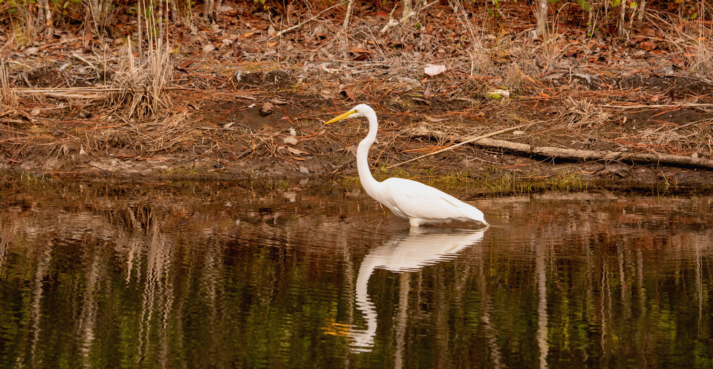 Egret Wading and Searching for Food! by rickster549