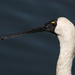 Portrait of a young royal spoonbill by maureenpp