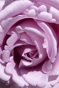 27th Jan 2021 - Lilac Rose