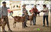 23rd Jan 2021 - At the Queensland dairy goat show