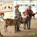 At the Queensland dairy goat show by kerenmcsweeney