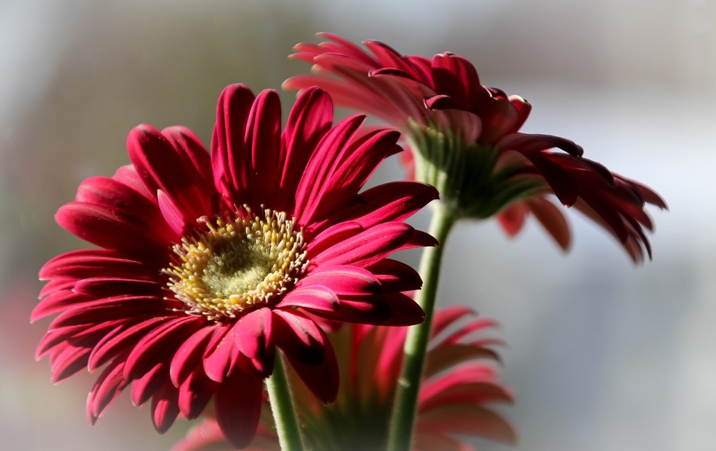 Gerbera by mittens